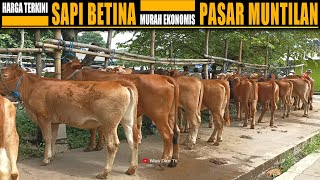 Harga Sapi Pedet Betina Pasar Sapi Muntilan !! Murah Murah Dapat Super !!