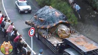 15 Tortues Dont Vous Ne Croirez Pas l'Existence | Lama Faché