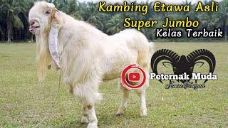 kambing Etawa Asli / PE Super Jumbo Kelas Terbaik