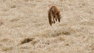 Wundervolle Natur, Fuchs beim Mausen