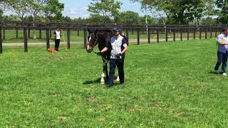 【4K】グルヴェイグの16　歩様　【ノーザンファーム空港】2017年募集馬