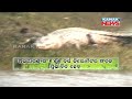 mahanadi water scarcity to affect animal u0026 environment