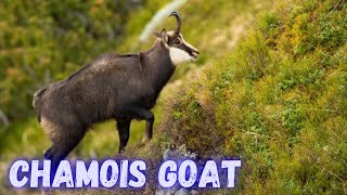 Chamois Goat | Goat Species | Mountain Goat | Wildlife | Chamois Hunting | @PetsGrove