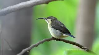 Loten's sunbird female.