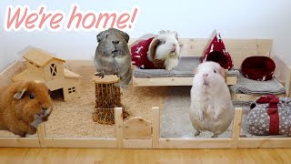 Guinea Pigs are Coming Home
