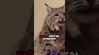 Myśleli że to zwykły zabłąkany kociak🐆😱