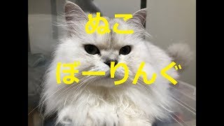 猫 ボーリング ぬこボーリング