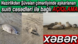 Şüvəlan çimərliyində aşkarlanan suiti cəsədləri ilə bağlı AÇIQLAMA Son xeberler bugun 2020