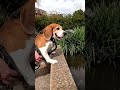 Samson disfruta de la vida que todos los beagles merecen #shorts