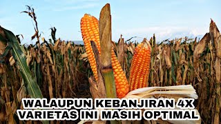 Jagung Super Unggul, Tahan Bulai, Tahan Busuk Batang