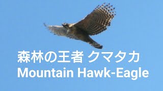 【野鳥写真館】クマタカ Mountain Hawk-Eagle