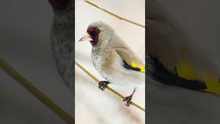 Щегол - Пение Щегла. Singing Goldfinch. غناء طائر الحسون.