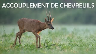 Accouplement de chevreuil