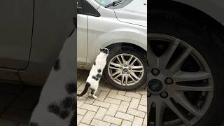 Car control #cat #car #shorts