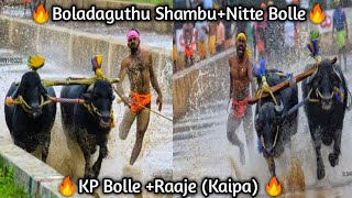 Boladaguthu Shambu+Nitte Bolle and KP Bolle+Raaje,Kodye+Kaale Miyar Kudhi kambala🔥🔥