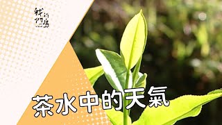 【氣候變遷】茶水中的天氣｜茶樹沒水喝（公共電視 我們的島第446集 2008-03-24）