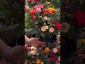 super colourful mini rosé flowers plants beautiful rose flowers bed 11 9