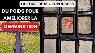 Faut-il mettre du poids pour améliorer la germination des micro pousses ?