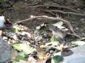 クロエリセイタカシギのヒナ　black necked stilt　baby