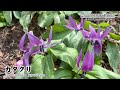 【六甲高山植物園】世界の高山植物や山野草の花を楽しむ！濡れると透明になるサンカヨウや黄色のミズバショウなど【自然】