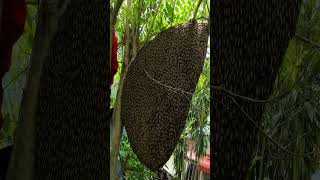 Big beehive vs Man without protective clothing รังใหญ่ขู่ตลอด #bigbeehive