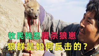 人类残忍杀死狼崽，不料惨遭狼群疯狂反击！报复手段堪称教科书级别！Humans Kill Wolf Pups, Face Shocking Wolf Pack Revenge!