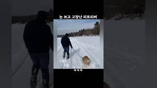 눈 보고 고장난 리트리버ㅋㅋㅋ