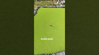 Azolla Duckweed Farming | Cheap Proteins For Chicken Pigs and Fish #shorts #short #azolla