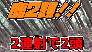 2連射で2頭捕獲、巻狩りで重要なのは音を立てず、山と同化することです。