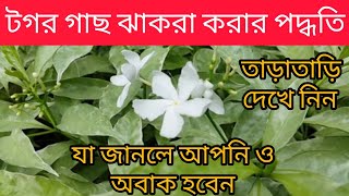 টগর গাছ ঝাকরা করার পদ্ধতি। প্রচুর ফুল পাবার উপায়।