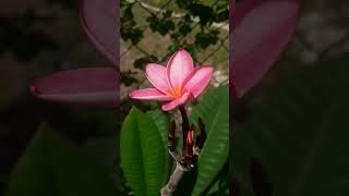 Beautiful Plumeria Blooms #frangipani #plumeria #flowers #botany #gardenshorts  #nature  #garden