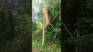 Tiger jump on pole and catch rabbit! Dudhwa National Park(Lakhimpur kheri)#shorts #shortvideo