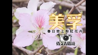 【偽文青攝鏡】春日戀上粉紅「宮粉羊蹄甲」！美孚綿綿頭上飛花｜新假期