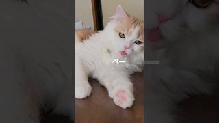 【子猫】どんにゃ猫が好き？#ラガマフィン #猫動画 #cat #shorts