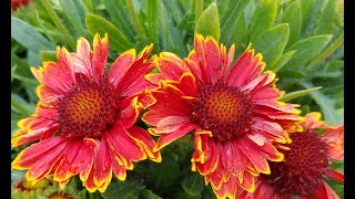 Best Perennials - Gaillardia 'Spintop Yellow Touch' (Blanket Flower)