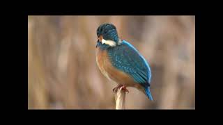 2022 12 9東京上野鳥散歩・カワセミ