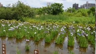 小岩菖蒲園まつり（2017年）２