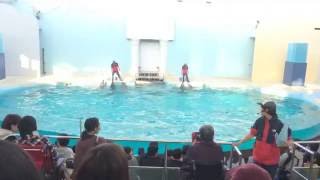 須磨海岸水族園  イルカショー トレーニングライブ