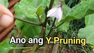 Y PRUNING: PAANO MAGPRUNING NG TALONG