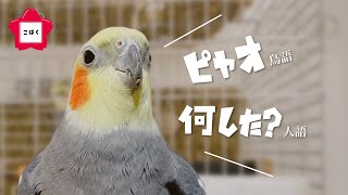 言葉を上手に使い分けているオカメインコこはく