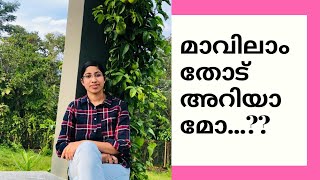 പഴശിയുടെ ഓർമ്മകൾ ഒഴുകുന്ന മാവിലാംതോട് || Mavilamthodu, Wayanad