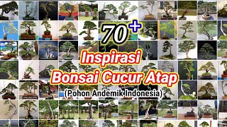 INSPIRASI BONSAI CUCUR ATAP (Pohon Andemik Indonesia)