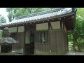 【kyoto 京都 癒やしの花めぐり 】彼岸花の群生 八幡市 若宮八幡宮　【そうだ京都行こう】