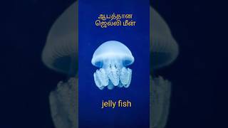 ஆபத்தான கடல் ஜெல்லி மீன் | #shorts #jellyfish