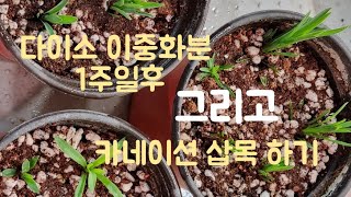 다이소바구니 이중화분과 카네이션 삽목