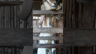 Mengatasi kambing?!! yg cerewet || dengan kulit pisang?