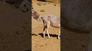 Donkey back style #ytshorts #nature #trending #animals