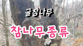 [고산식물 TV]참나무 종류