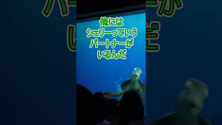 クラッシュと付き合うにはどうしたらいいですか？【タートルトーク】東京ディズニーシー