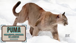 PUMA: Graceful Hunter in Action! Nature's Stealth Machine!